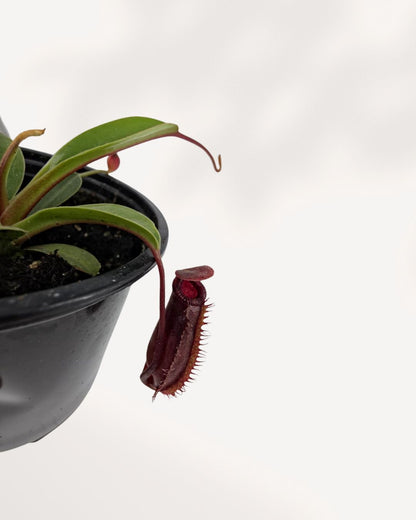 Nepenthes Diana Pitcher Plant