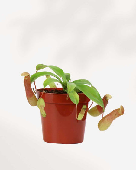 Buy Asian Pitcher Plant Online - Exotic for Indoor Space | Mygreenscape