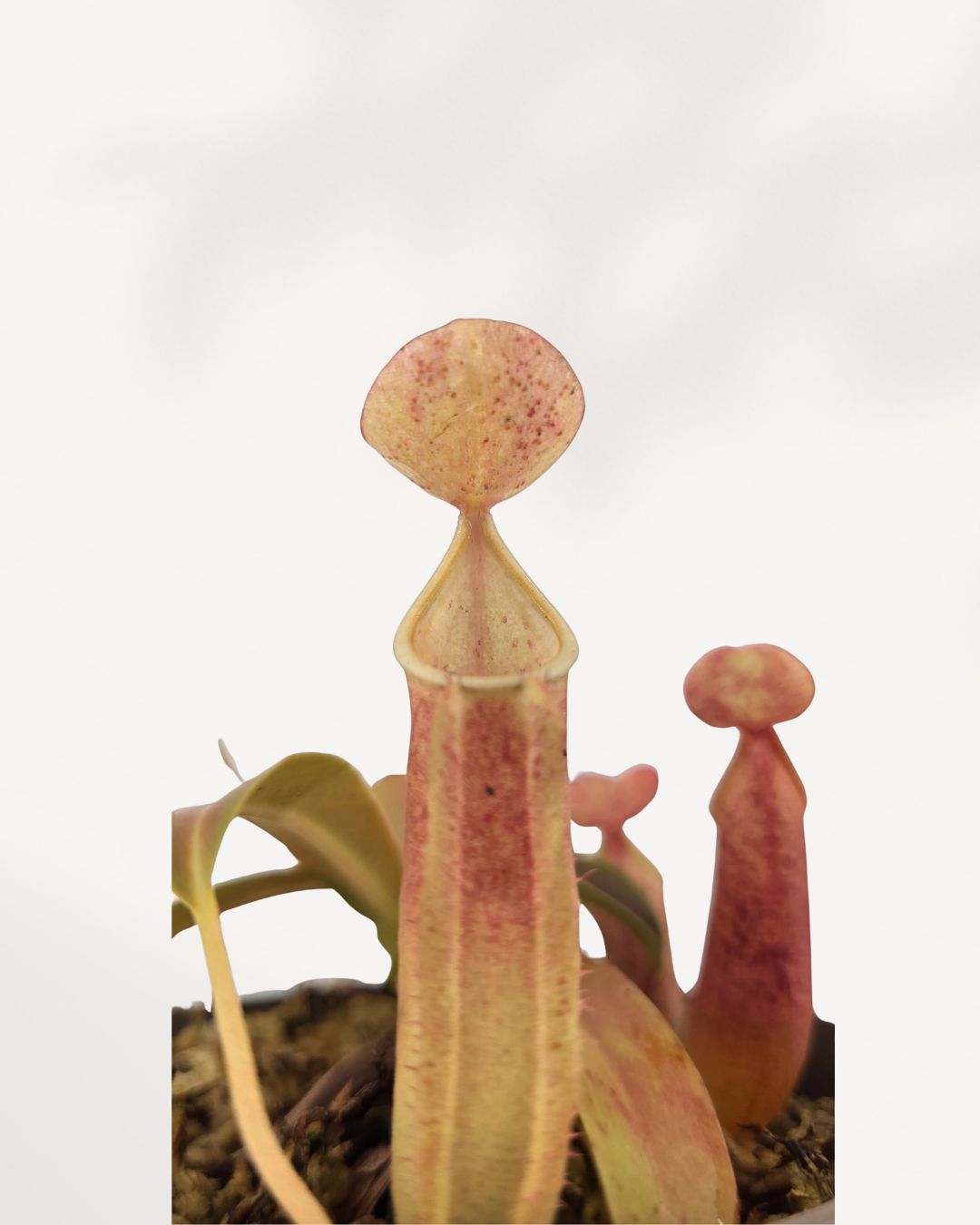 Closeup of Nepenthes Sanguinea showing glossy surface and healthy tropical growth.