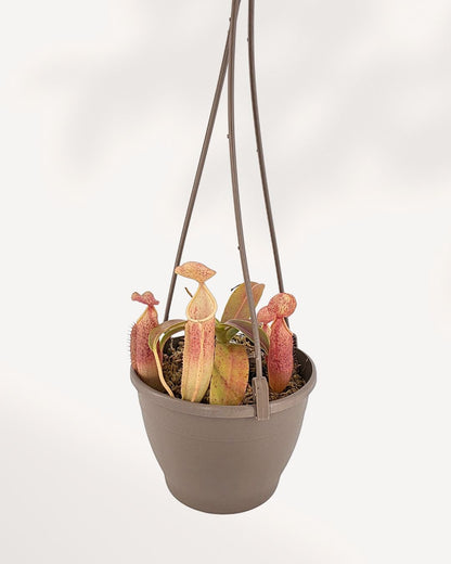 Nepenthes Sanguinea hanging plant side angle with lush green leaves and red pitchers.