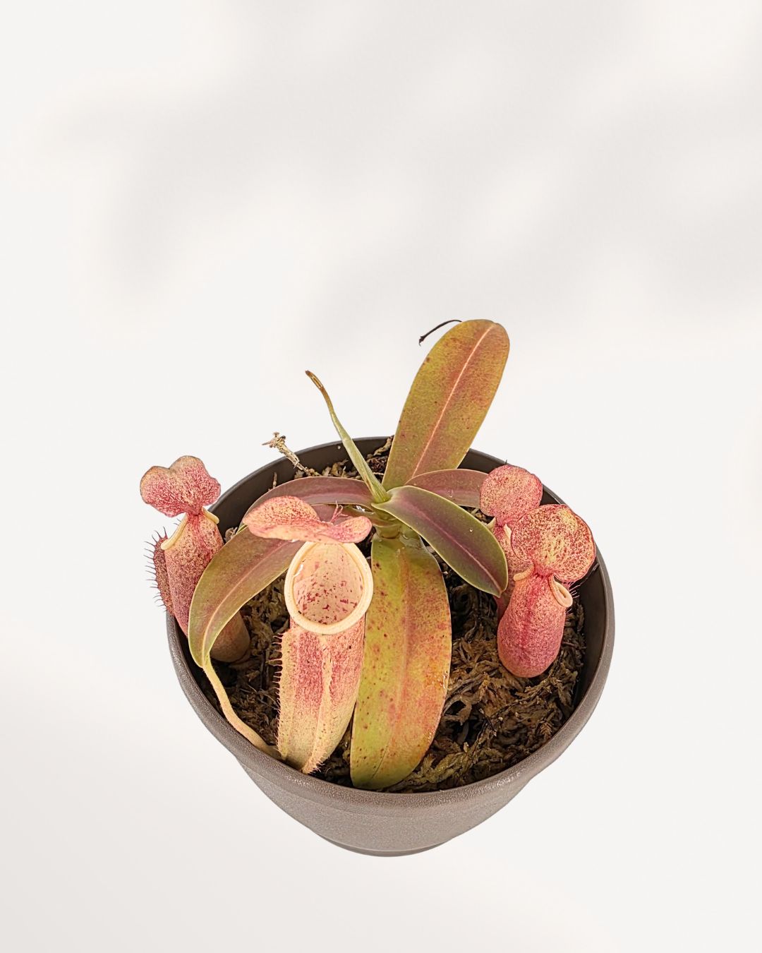 Nepenthes Sanguinea hanging plant side angle with lush green leaves and red pitchers.