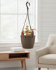 Nepenthes Sanguinea Pitcher Plant hanging in bright living room modern home décor idea.