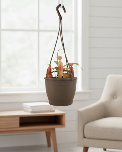 Nepenthes Sanguinea Pitcher Plant hanging in bright living room modern home décor idea.