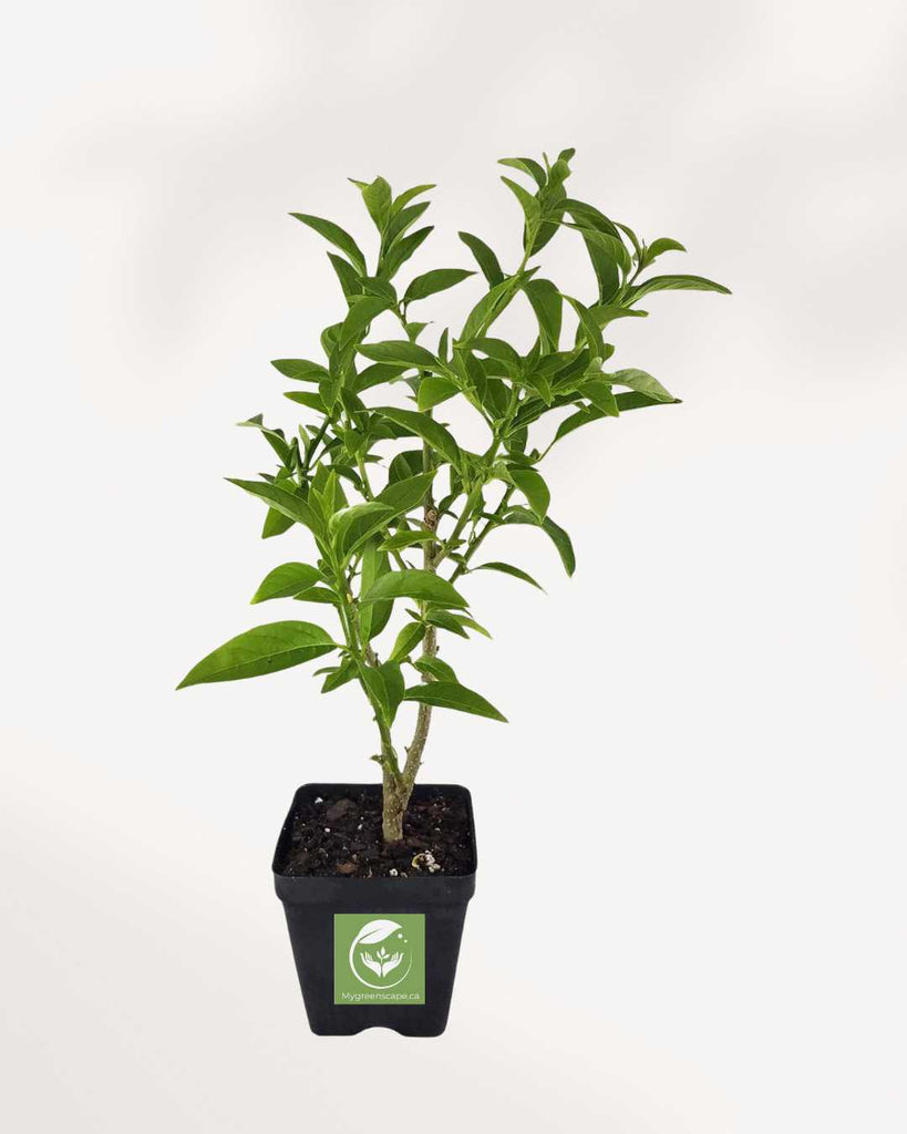 Night Blooming Jasmine 5" Pot - Medium (Expect some blemishes)