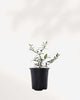Olive Bonsai | Buy Online Pro Tip and Care Guide - Delivery from Toronto across Canada - Mygreenscape