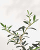 Olive Bonsai | Buy Online Pro Tip and Care Guide - Delivery from Toronto across Canada - Mygreenscape