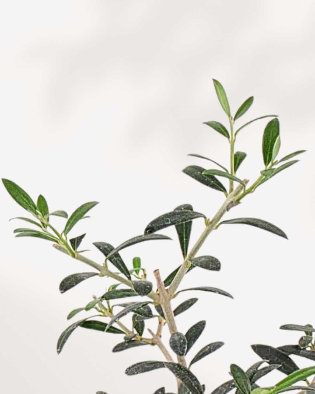Olive Bonsai | Buy Online Pro Tip and Care Guide - Delivery from Toronto across Canada - Mygreenscape