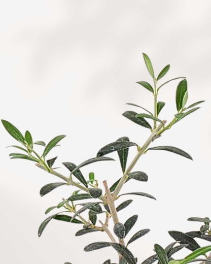 Olive Bonsai | Buy Online Pro Tip and Care Guide - Delivery from Toronto across Canada - Mygreenscape
