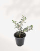 Olive Bonsai | Buy Online Pro Tip and Care Guide - Delivery from Toronto across Canada - Mygreenscape