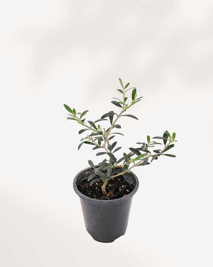 Olive Bonsai | Buy Online Pro Tip and Care Guide - Delivery from Toronto across Canada - Mygreenscape