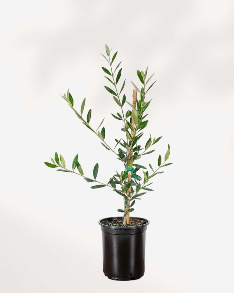 Olive Tree (Olea Europaea) 6" Pot - Medium