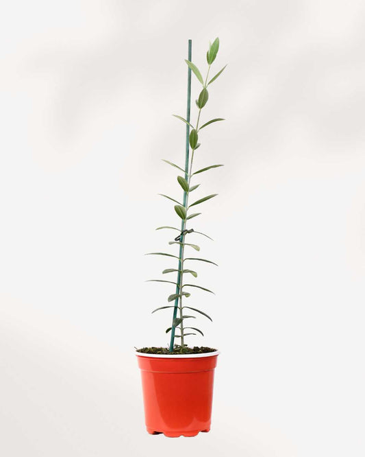 Olive Tree 4" Grow Pot