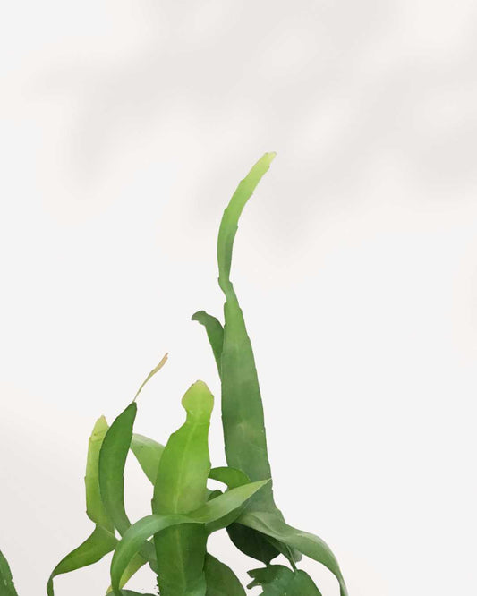 Orchid Cactus | Buy Online