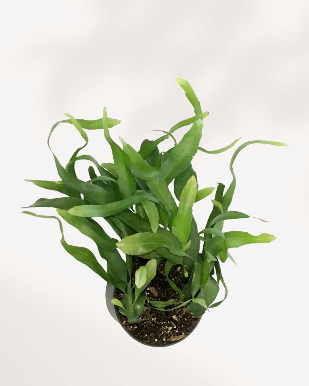 Orchid Cactus | Buy Online