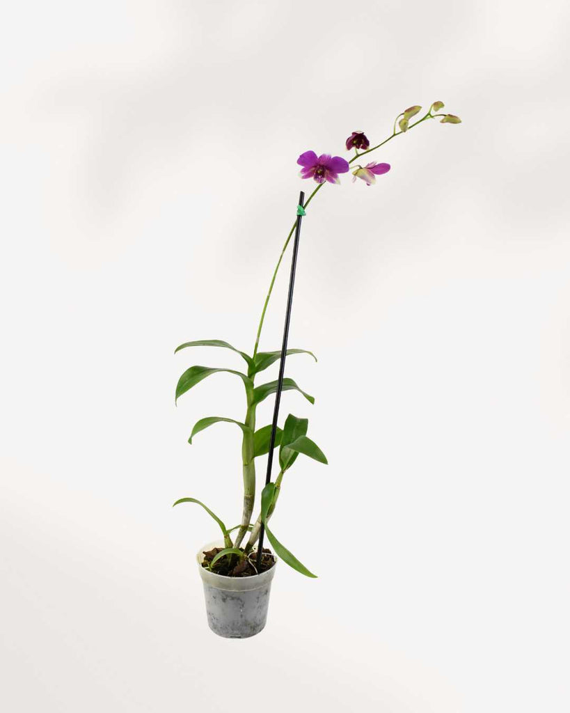 Orchid Dendrobium 4" Pot - Small