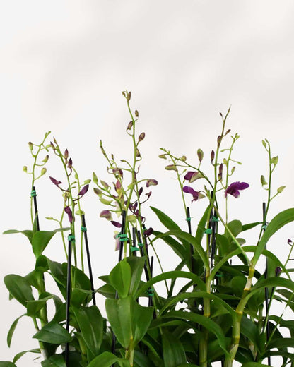 Orchid Dendrobium | Buy Online