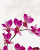 Orchid Dendrobium
