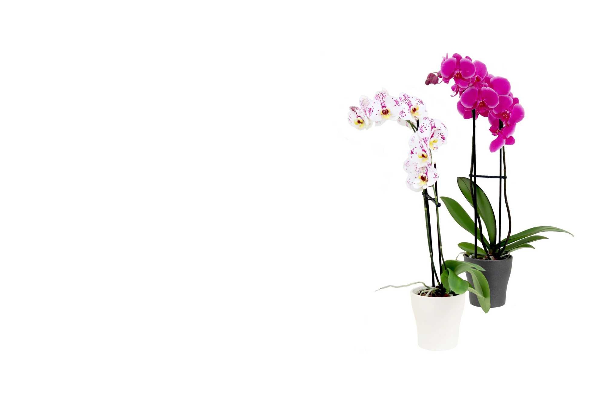 Orchid Bundle and Save
