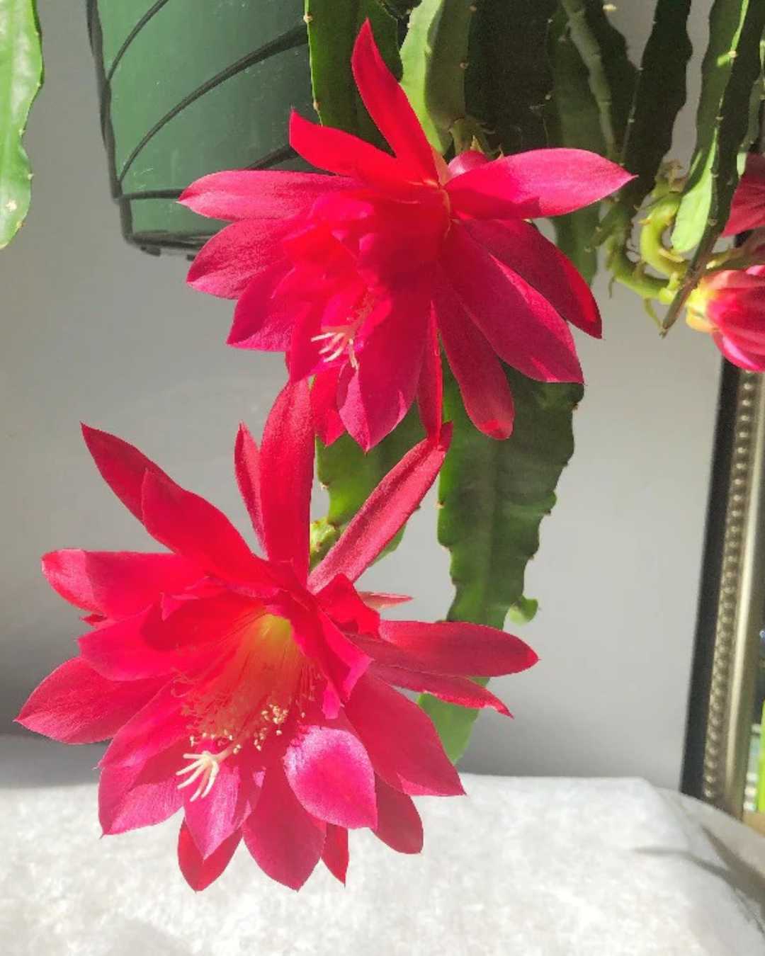 Orchid Cactus Flower Hanging Basket | Buy Online