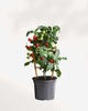 Cherry Tomato 5" Pot - Medium