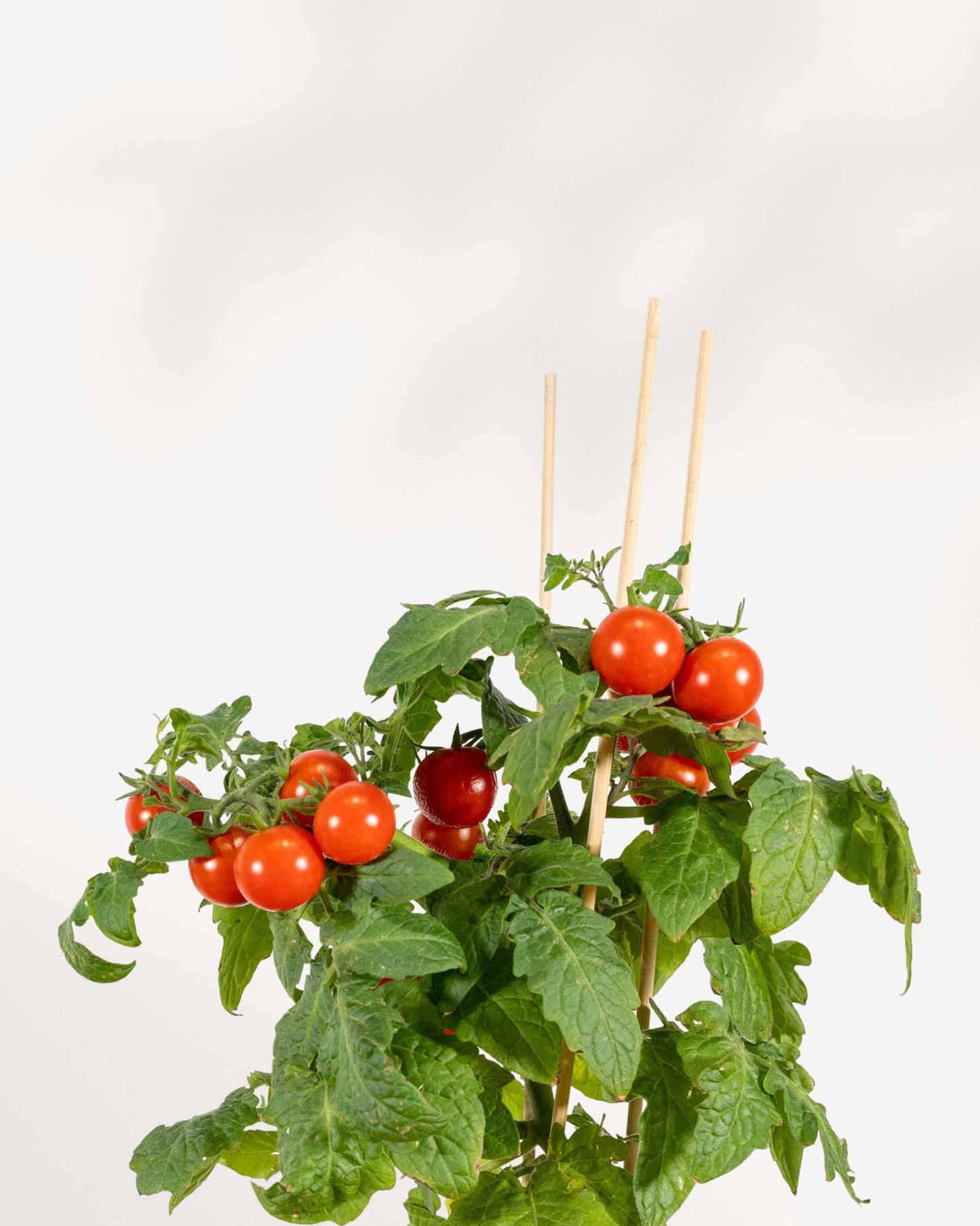 Organic Cherry Tomato | Buy Online