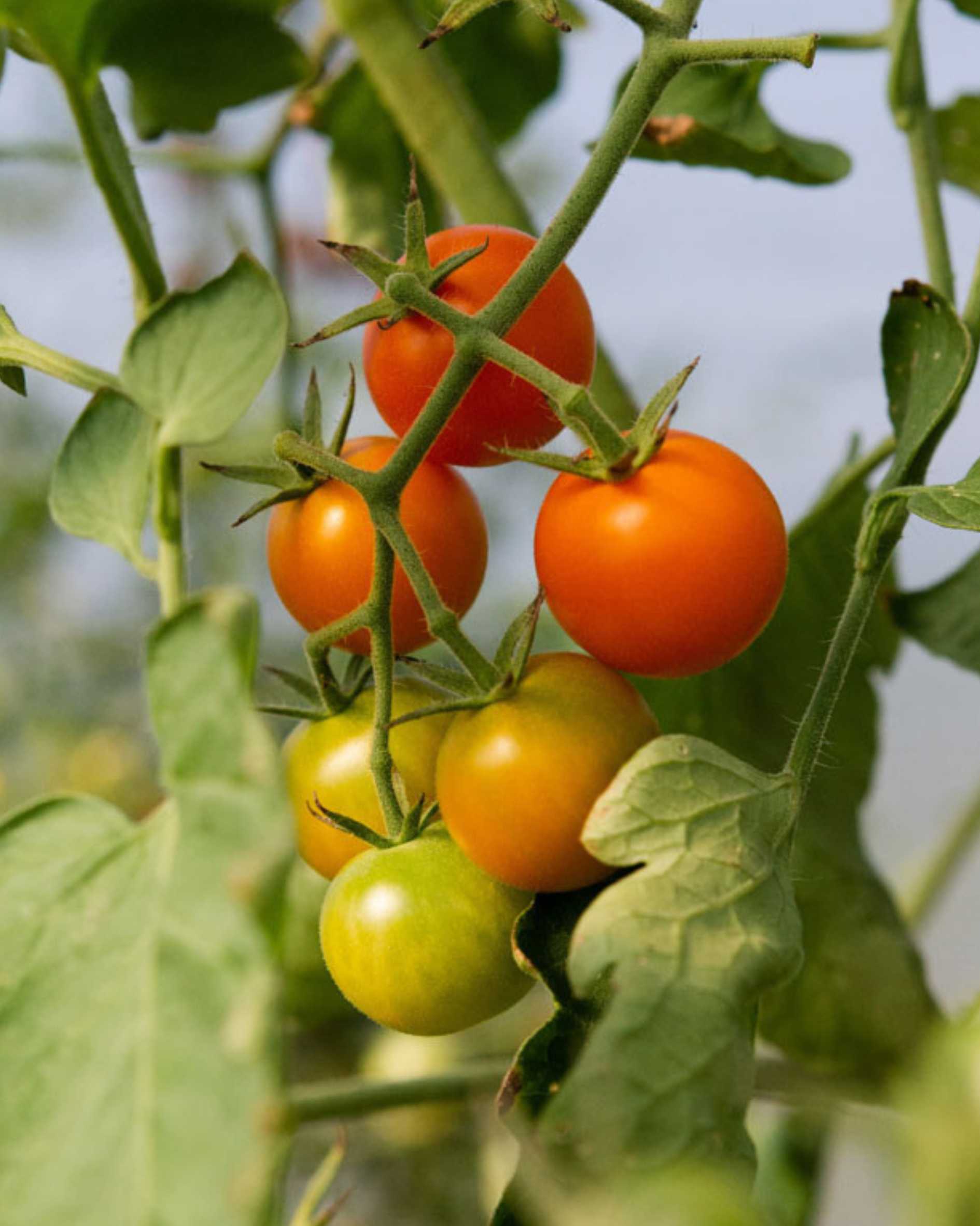 Organic Cherry Tomato | Buy Online