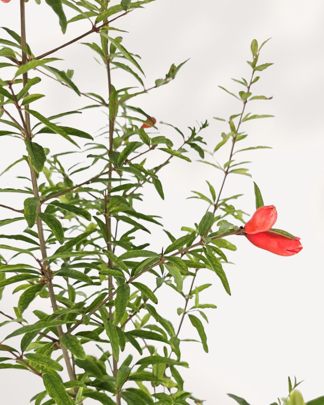 Ornamental Pomegranate | Buy Online Pro Tip and Care Guide - Delivery from Toronto across Canada - Mygreenscape