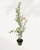 Ornamental Pomegranate | Buy Online Pro Tip and Care Guide - Delivery from Toronto across Canada - Mygreenscape