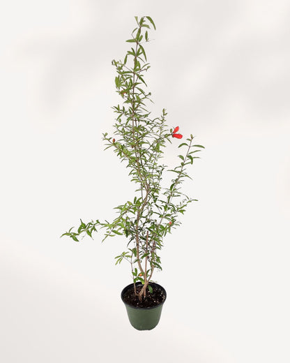 Ornamental Pomegranate | Buy Online Pro Tip and Care Guide - Delivery from Toronto across Canada - Mygreenscape