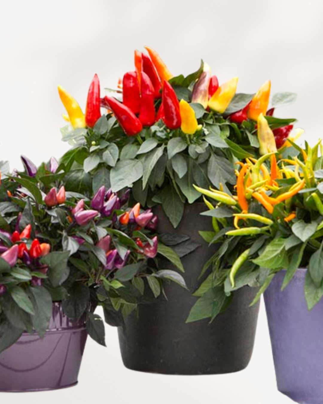 Ornamental Pepper | Buy Online