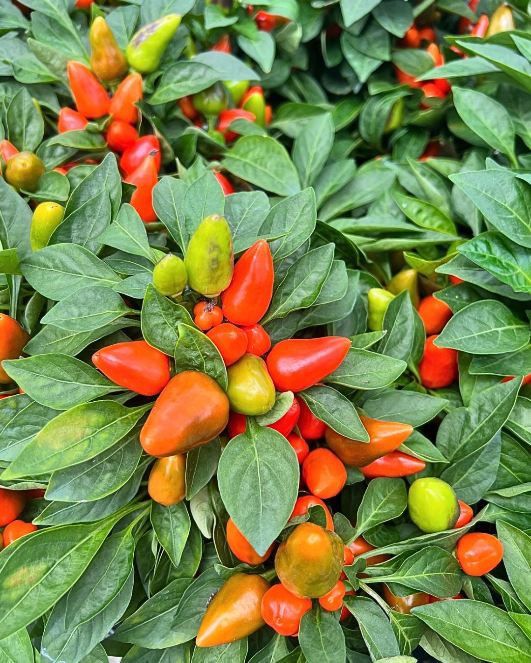 Ornamental Pepper | Buy Online