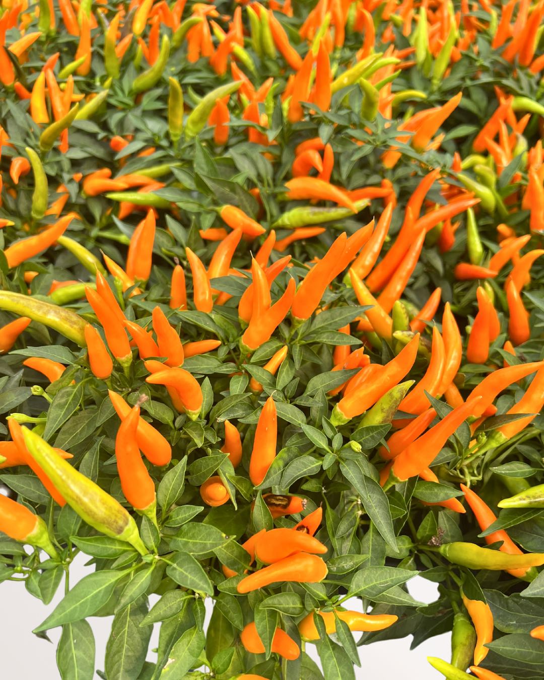 Ornamental Pepper | Buy Online