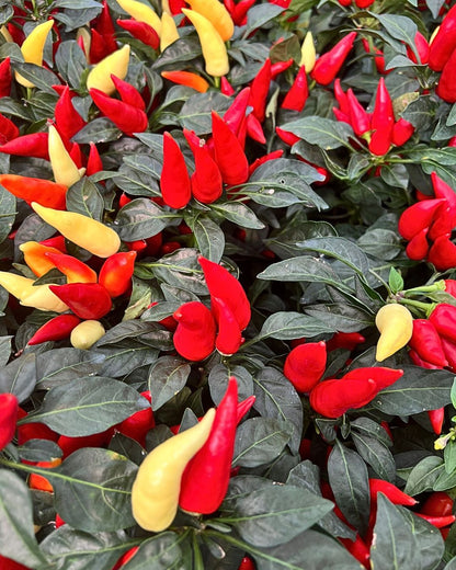 Ornamental Pepper | Buy Online