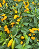 Ornamental Pepper 6” Pot - Apache