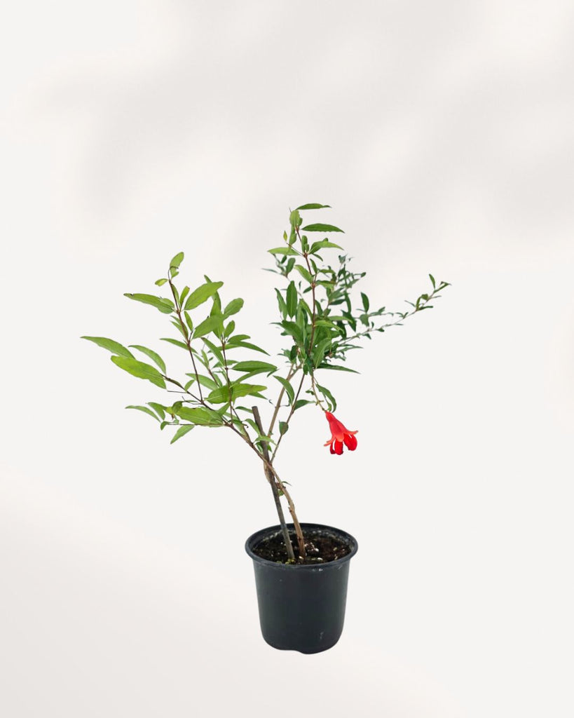 Ornamental Pomegranate | Buy Online Pro Tip and Care Guide - Delivery from Toronto across Canada - Mygreenscape