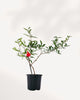 Ornamental Pomegranate | Buy Online Pro Tip and Care Guide - Delivery from Toronto across Canada - Mygreenscape