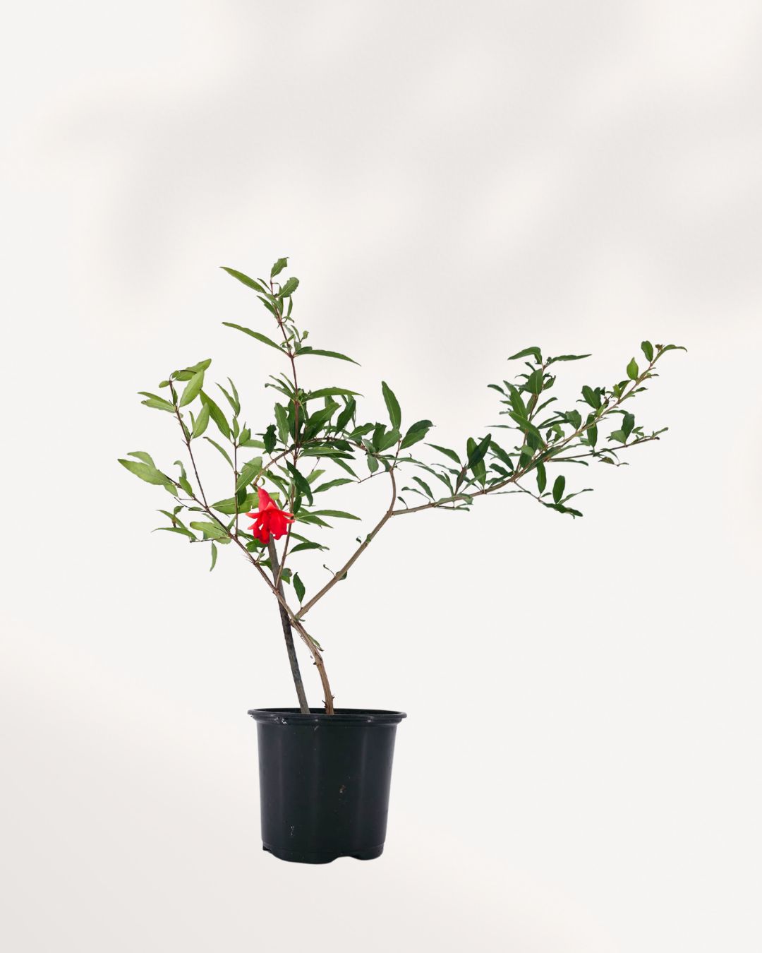 Ornamental Pomegranate | Buy Online Pro Tip and Care Guide - Delivery from Toronto across Canada - Mygreenscape