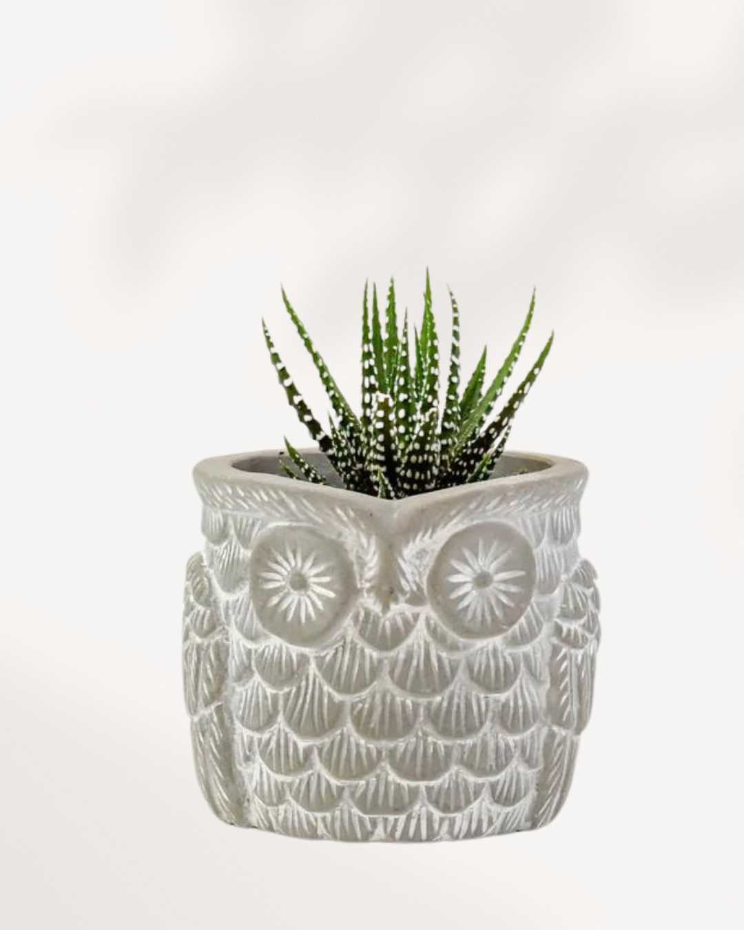 Otis the Owl Pot | Buy Online