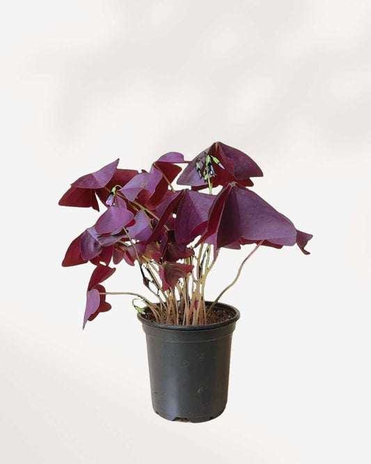 Oxalis Shamrock | Buy Online