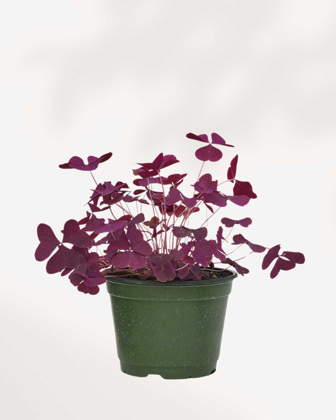 Oxalis Shamrock | Buy Online