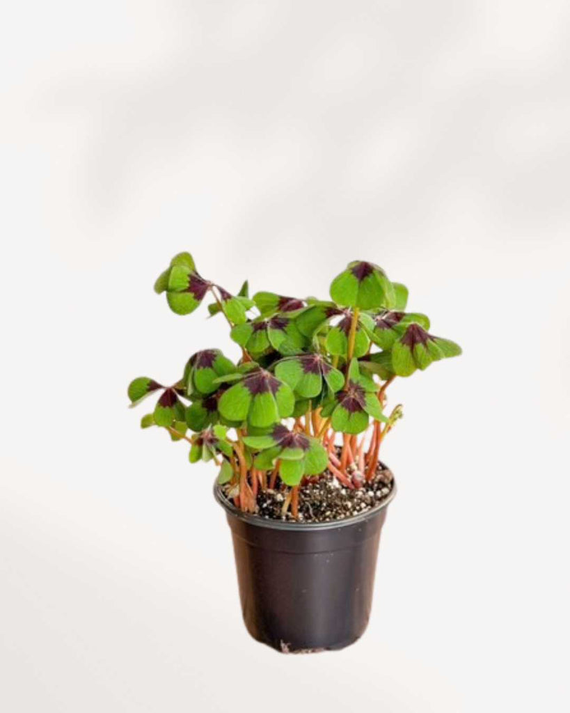 Oxalis Shamrock 4" Pot - Iron Cross