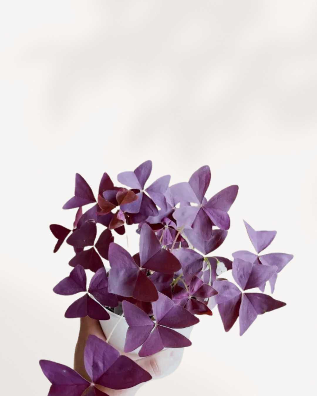 Oxalis Shamrock | Buy Online