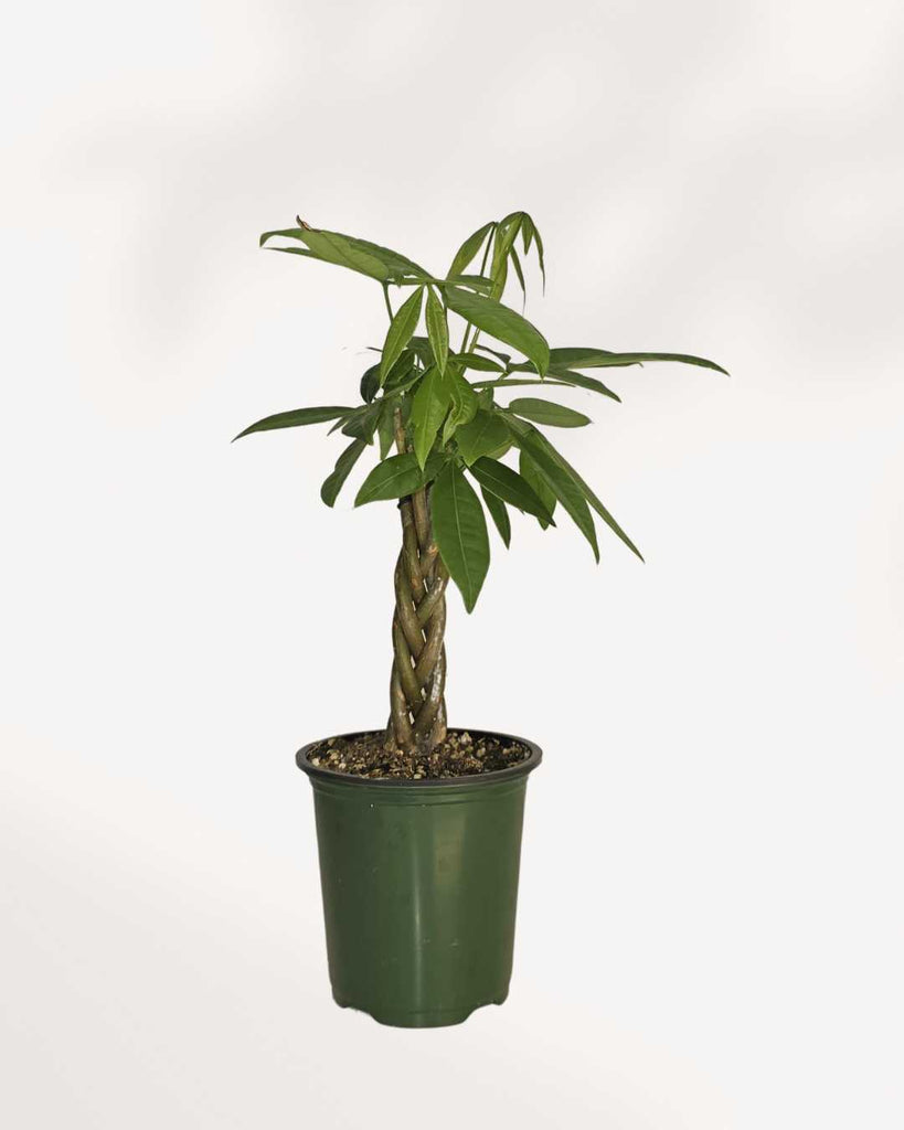 miniature money tree Pachira Mini Money Tree | Buy Online | Lucky, Low‑Maintenance Gift | Mygreenscape