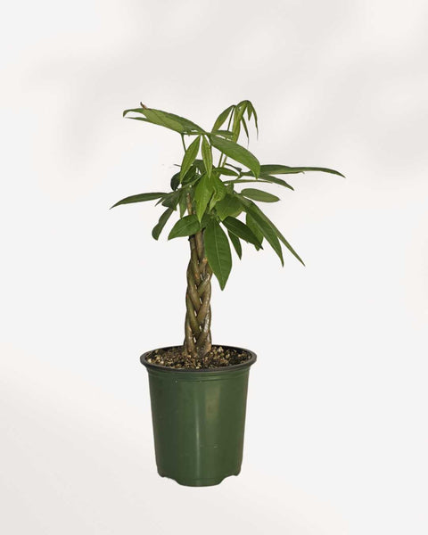 bloomscape mini money tree Pachira Mini Money Tree | Buy Online | Lucky, Low‑Maintenance Gift |  Mygreenscape