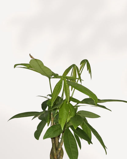 mini money tree plant Pachira Mini Money Tree | Buy Online | Lucky, Low‑Maintenance Gift | Mygreenscape