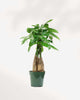 Money Tree - Pachira 4" Pot - Small