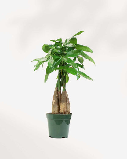 Money Tree Pachira | Buy Online