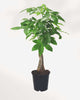 Money Tree - Pachira 8" Pot - Large