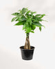 Money Tree - Pachira 5" Pot - Medium