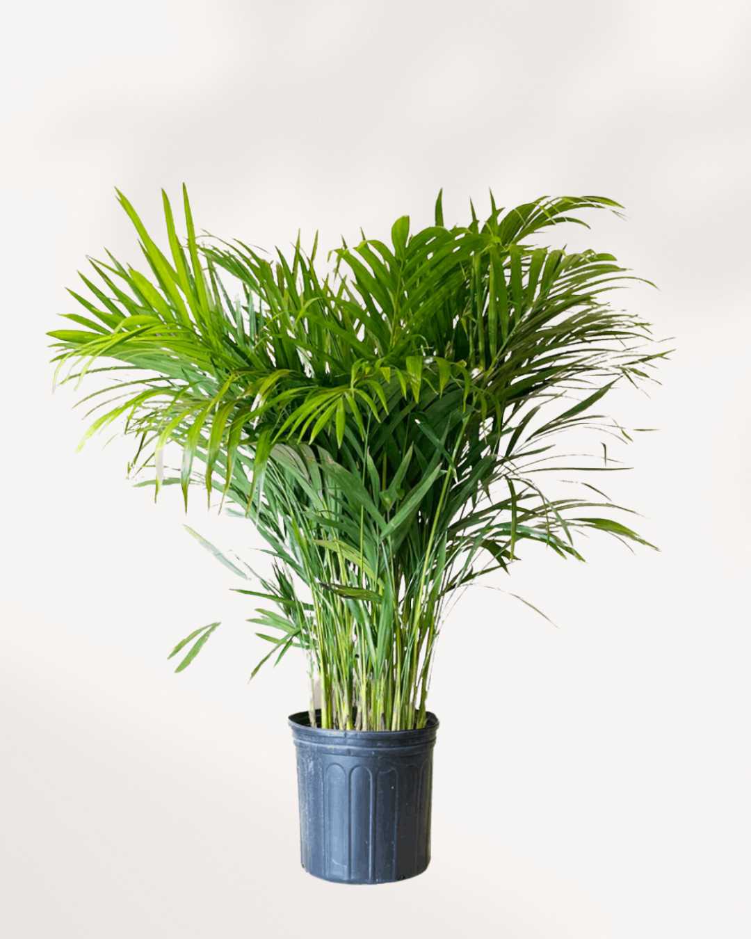 Palm Areca | Buy Online